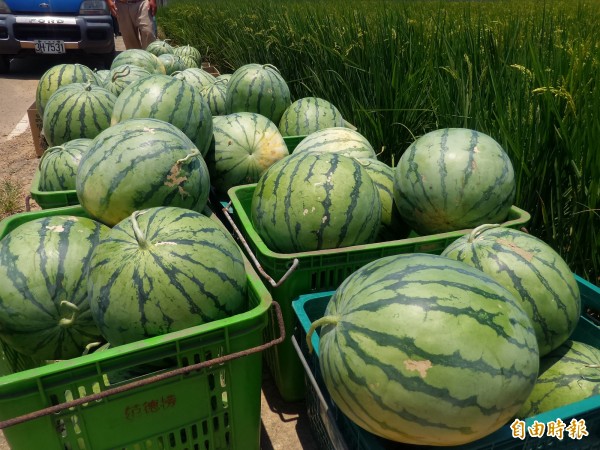 新竹縣新豐鄉瓜農考量13日起恐遇大雨，這兩天加緊採收腳步，將成熟的大顆西瓜先摘起來存放，以免泡水。（記者廖雪茹攝）