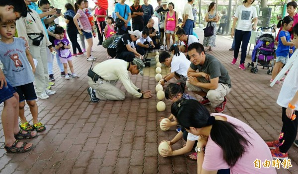 學甲頑皮世界野生動物園將在6月16到18日端午三天連假舉辦「立鴕鳥蛋大賽」，讓遊客試手氣博好運。（記者楊金城攝）