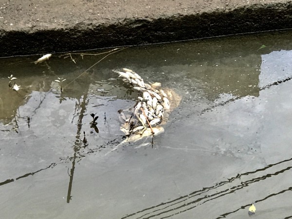 新北市金山區金包里溪出現大量死魚漂浮在河面上，令人觸目驚心。（郭世賢提供）