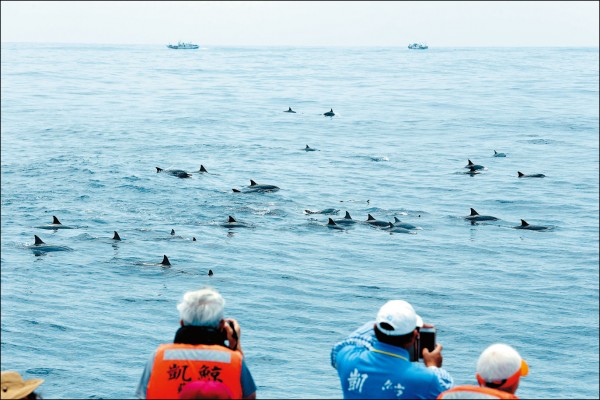 採訪當天有近2、300隻的長吻飛旋海豚家族現身，且距離船隻極近！（記者陳宇睿／攝影）