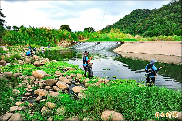 鳳山溪釣魚放生牛欄河救生態 地方 自由時報電子報