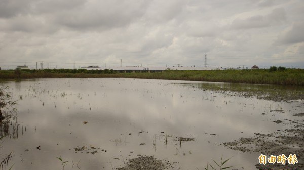 雨後水未退的佳冬羌園地區，後方就是以往種電的地區。（記者陳彥廷攝）