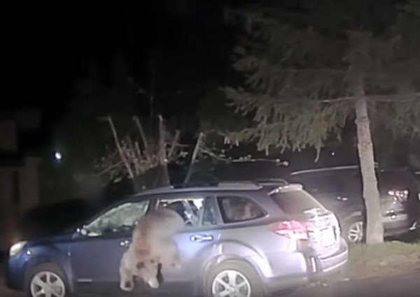 美國加州一隻黑熊涉嫌「劫車」，警方到場後只能打破車窗讓牠自己出來。（圖擷自「zidyboby」YouTube）