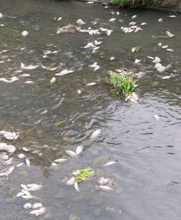 烏日區東園大排，昨天開始河道出現大量魚屍，環保局懷疑養豬戶偷排廢水釀禍。（記者陳建志翻攝）