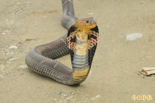 林務局今天決議，眼鏡蛇等也將從保育類野生動物改列為一般類野生動物。（資料照，記者花孟璟攝）