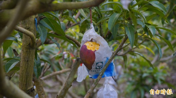 芒果園遭台灣獼猴肆虐滿目瘡痍。（記者陳彥廷攝）