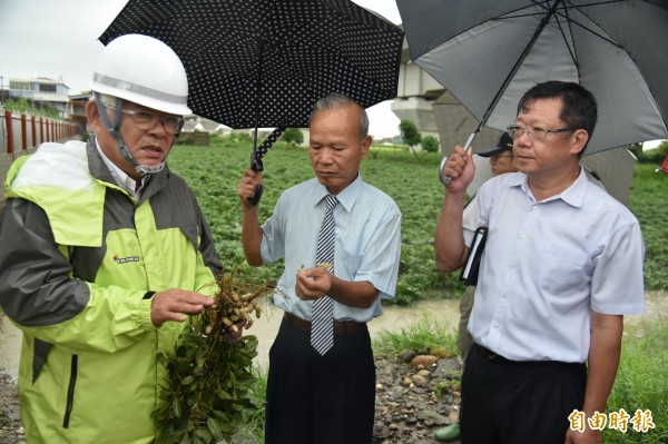 雨後花生腐莢嚴重，縣長李進勇除爭取到農委會天然災害現金救助，每公頃花生2萬4000元外，今天縣府也直接實質補貼花生農每公頃10000元。（記者詹士弘攝）