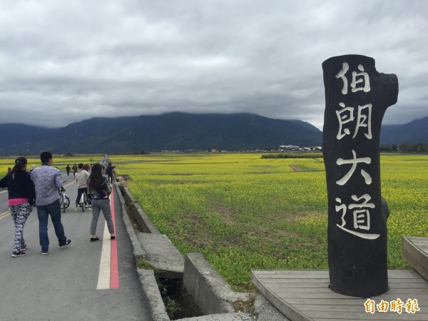 池上伯朗大道獲選為台東十大必去景點冠軍。（記者張存薇攝）