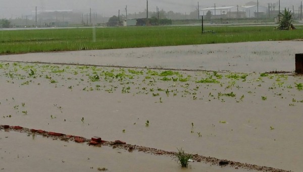 高雄菜價因豪雨上漲2成5。（記者陳文嬋翻攝）