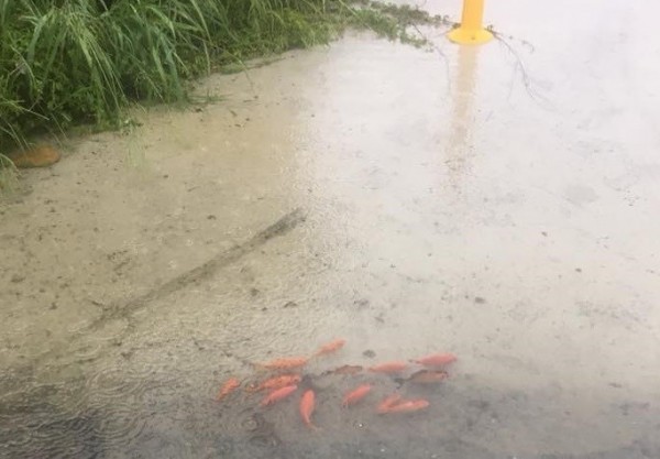 鹿港前天下大雨，休假員警發現馬路空地出現一群小魚兒。（李成雄提供）