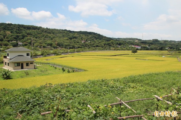 新竹縣新埔鎮巨埔里新龍路跟霄裡溪中間所夾的農地，不僅面積超過25公頃，且8成以上現都是農用中，所以被相中改調整作為特定農業區，但面臨地方強烈反彈中。（記者黃美珠攝）