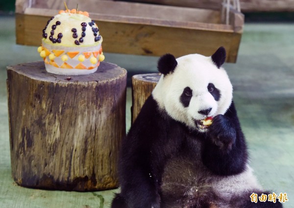 台北市立動物園今天舉行「大貓熊『圓仔』5歲慶生活動」，園方精心準備水果蛋糕，但因「圓仔」出現假孕現象，不太有食慾，最後只吃了幾口蘋果。（記者廖振輝攝）