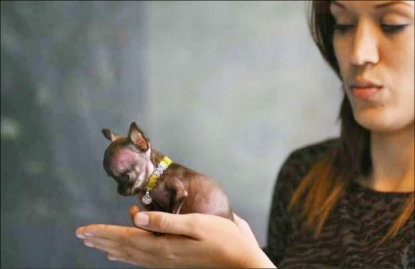 世界最小隻狗狗南韓複製49分身 國際 自由時報電子報
