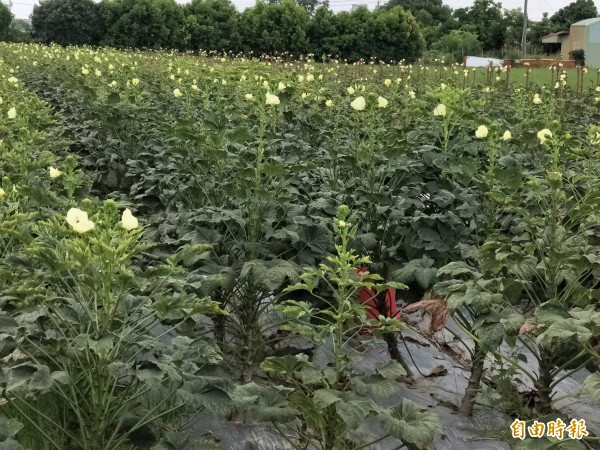 台南種植秋葵的農民不多，近期正值秋葵產季，善化一片秋葵田開滿小黃花，格外吸睛。（記者萬于甄攝）