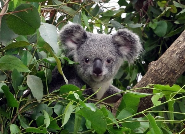 只有15分鐘 無尾熊本尊明晚與遊客面對面 臺北市 自由時報電子報