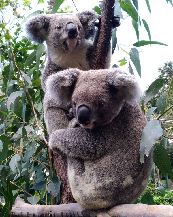 只有15分鐘 無尾熊本尊明晚與遊客面對面 臺北市 自由時報電子報