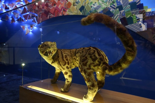 外國團隊拍攝到疑似雲豹身影。圖為國立台灣博物館雲豹標本。（資料照）