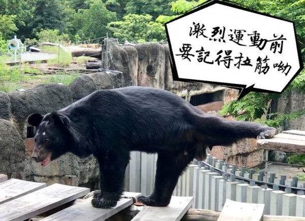 壽山動物園台灣黑熊平平展現拉筋技巧。（記者王榮祥翻攝）