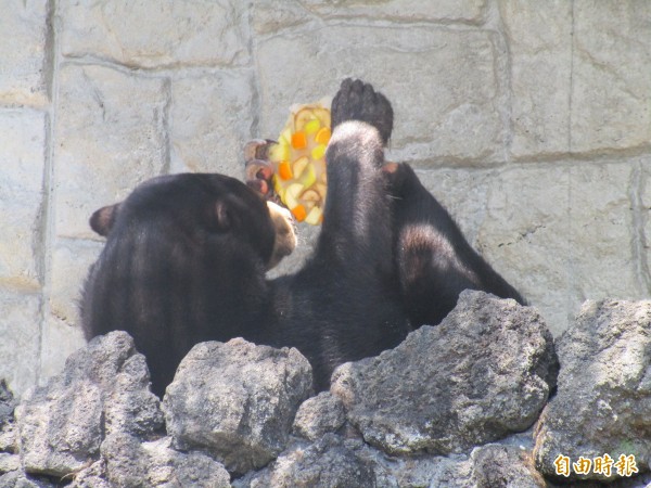 日本熱浪來襲，動物園裡的馬來熊爽嗑水果冰消暑。（擷取自甲府市遊龜公園附屬動物園臉書）