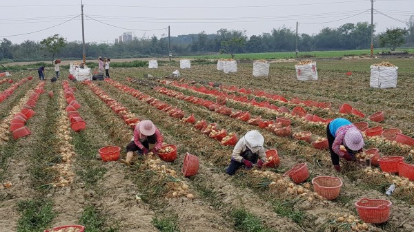 農糧署推出新方案，辦理洋蔥登記種植的農民即可領取每公頃2萬5000元的對地綠色環境給付。（圖由農委會提供）