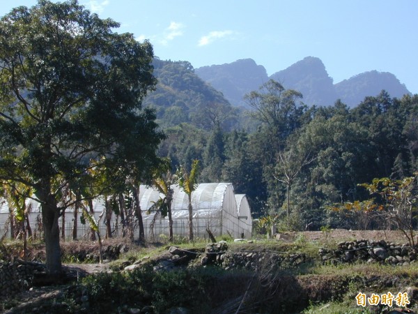 新竹縣竹東鎮上坪里農民抱怨，菜園採收季節，多次遭山豬侵入破壞菜園，狂吃農作物，害辛苦耕種的成果泡湯，希望縣府協助解決山豬之患。（記者廖雪茹攝）