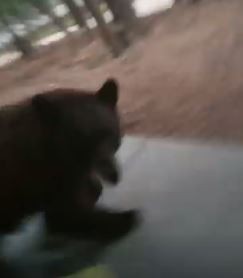 一頭近2公尺高、重達200多磅的雌性大棕熊，大吼一聲襲向莫里森，莫里森本能性的連忙把門關上。（圖取自Luke Morrison臉書影片）