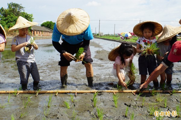 老農利用傳統的「秧苗架」，教小朋友如何把稻苗插得又直又整齊。（記者詹士弘攝）