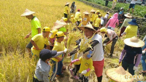 新北市三和國小今天舉行割稻收成活動，小朋友與家長大手牽小手，一起割稻體驗1日農夫，開心不已。（記者俞肇福攝）