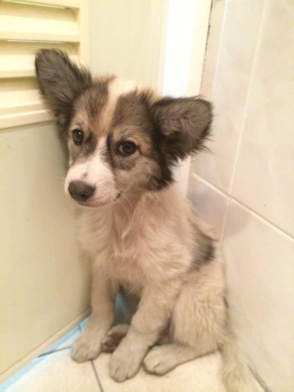 鄰居口角互毆狗狗 忠誠護主 咬傷人無罪 社會 自由時報電子報