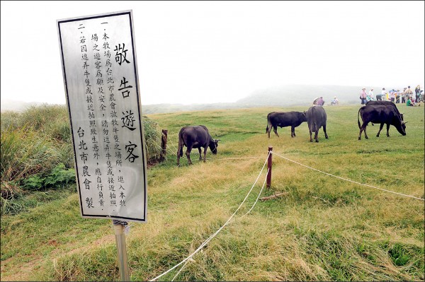 擎天崗發情牛 撞傷2遊客