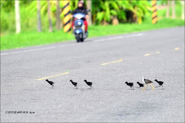 白腹秧雞帶6雛鳥過馬路，到路中央時，親鳥退到後面左顧右盼護送幼雛，剛好路過的騎士也好心停下車來讓牠們通過。（李進裕提供）