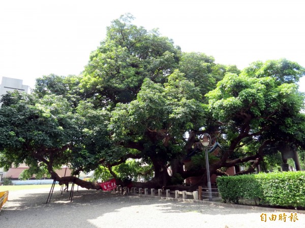 台中千年茄苳樹王健康備受關注。（記者張菁雅攝）