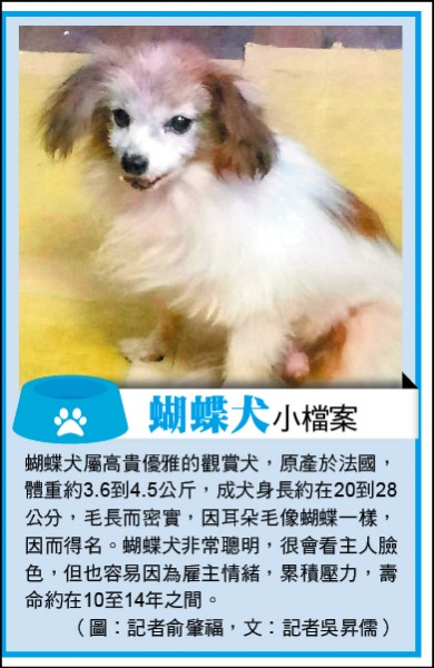 蝴蝶犬小檔案