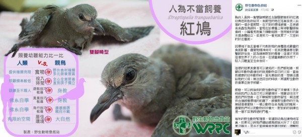 小紅鳩被錯養只能安樂死撿到幼年動物這樣做 生活 自由時報電子報