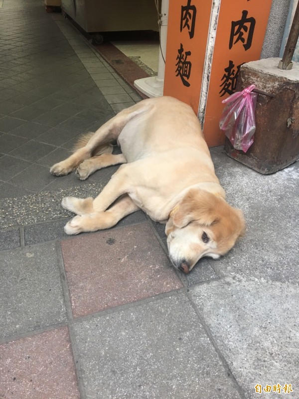 8月起犬貓入境，在機場、港口執行輸入檢疫時，農委會將主動替飼主完成寵物登記作業。（記者吳欣恬攝）