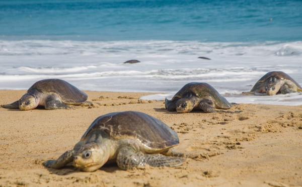 墨西哥恰帕斯州太平洋沿岸，近來共發現113隻海龜遺體，當局正對死因展開調查。墨西哥海龜示意圖。（法新社）