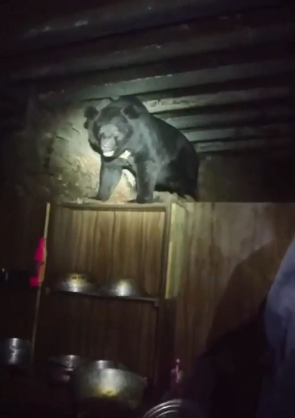 台灣黑熊進入山屋覓食，身影完全被拍下。（圖擷自天馬登山隊臉書）