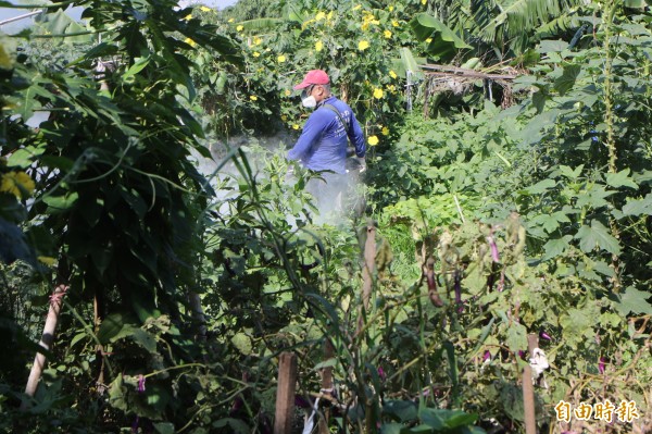 新莊瓊林里市民農園今再進行孳清噴消作業，防止登革熱病媒源孳生。（記者葉冠妤攝）