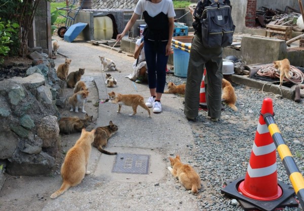 由於「貓島」上居民目前僅有9人，而且平均年齡高達75歲，日本公益財團法人動物基金宣布，將於下個月到島上替所有貓咪結紮。（圖擷取自猫の島 青島推特）