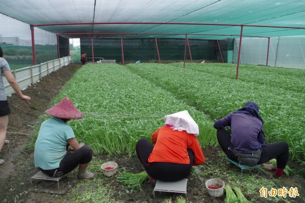 農民冒雨搶收蔬菜，減少損失。（記者林國賢攝）