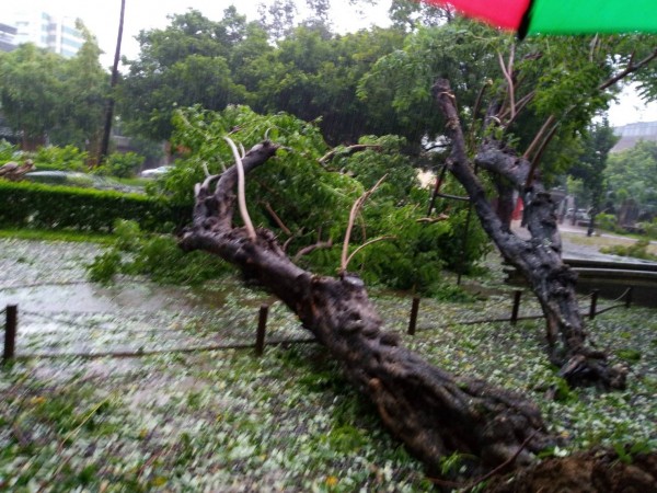 延平郡王祠內珍貴老樹南洋櫻遭強雨擊倒。（記者洪瑞琴翻攝）