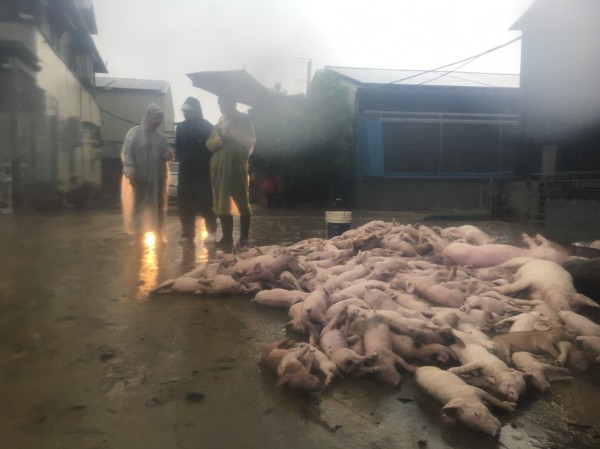 嘉義縣降下超大豪雨嚴重淹水，目前豬隻已淹死4400多頭。（記者林宜樟翻攝）