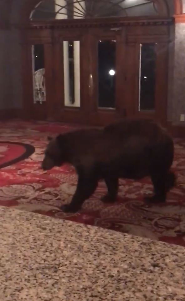 熊熊在美國科羅拉多州斯坦利酒店（Stanley Hotel）逛大街。（圖擷自Stanley Hotel臉書）