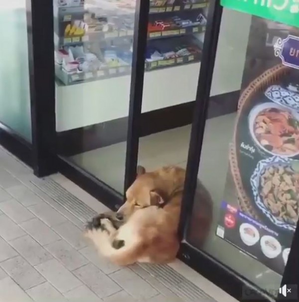 1隻泰國的成犬出現在便利商店蜷曲在門口睡覺，但他身處的位置剛好卡在自動門門口，網友笑稱「免費的按摩、免費的冷氣」。（圖擷取自臉書）