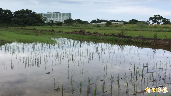 陳情農民謝國光說，懷疑就是德龜溪水遭到工業廢水 污染導致PH值偏鹼，造成近年2期稻作大量枯死，今年預估受害稻田只有1成可以收穫。（記者黃美珠攝）