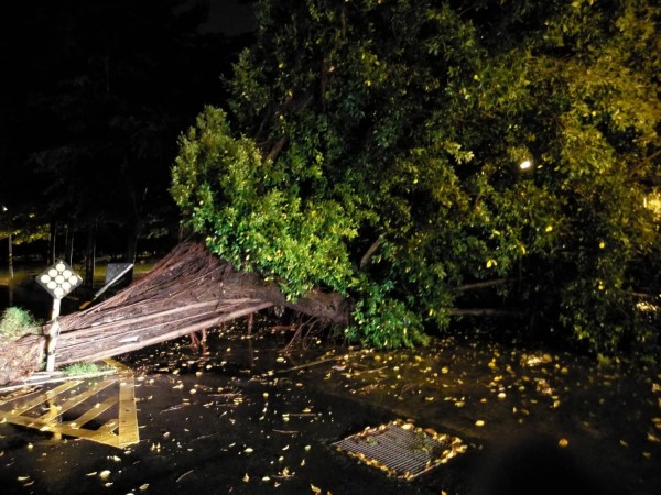 屏東市台糖二街百年老榕因為大雨倒塌。（記者葉永騫翻攝）