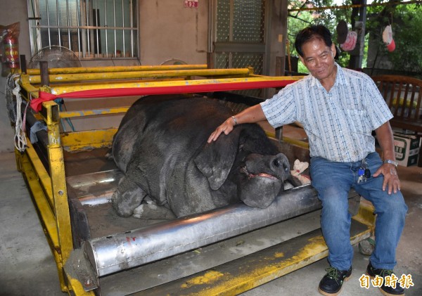 徐發光飼養的特等獎神豬，是唯一真的神豬。（記者李容萍攝）