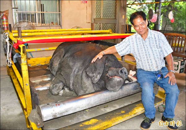 七十四歲養豬戶徐發光所飼養重達一三七六台斤的神豬，在中壢區中元慶典藝術節贏得特等獎也是唯一一頭真的神豬。（記者李容萍攝）