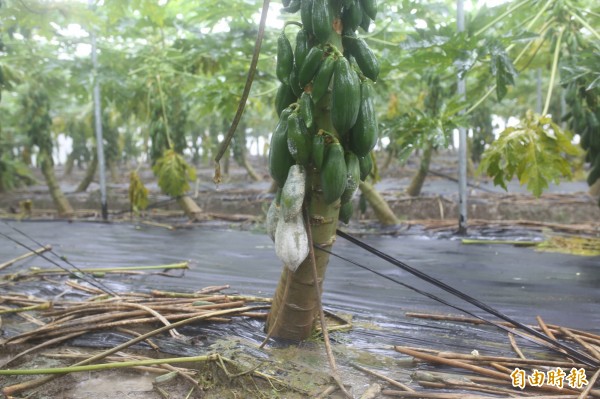 連日降雨木瓜水傷嚴重。（記者邱芷柔攝）