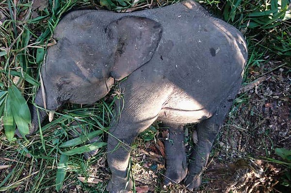 馬來西亞瀕臨滅絕的婆羅洲侏儒象（pygmy elephant）今年死亡數量激增。（法新社）